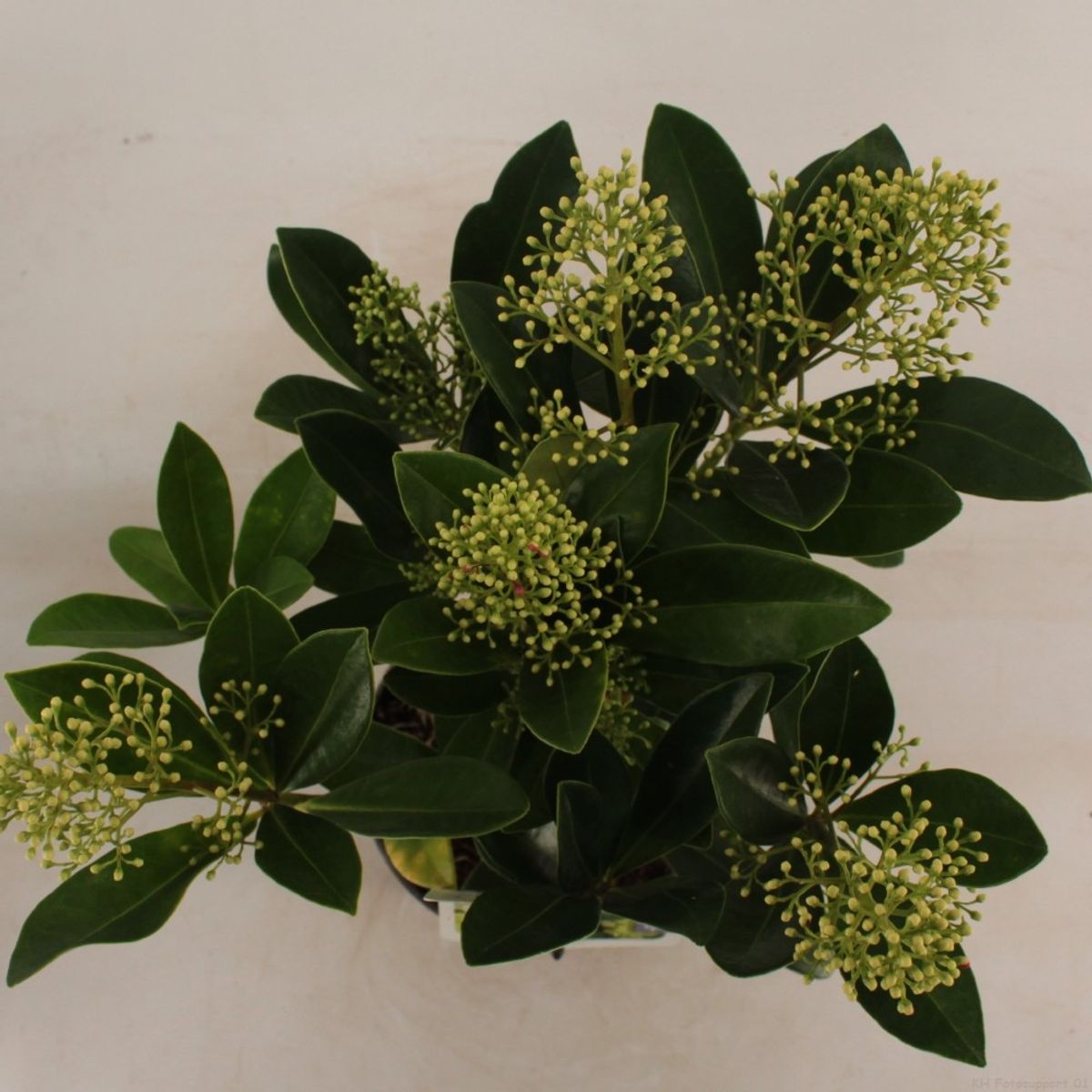 Skimmia japonica 'Finchy' — Plant Wholesale FlorAccess