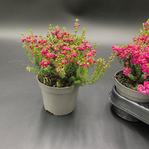 Erica cinerea