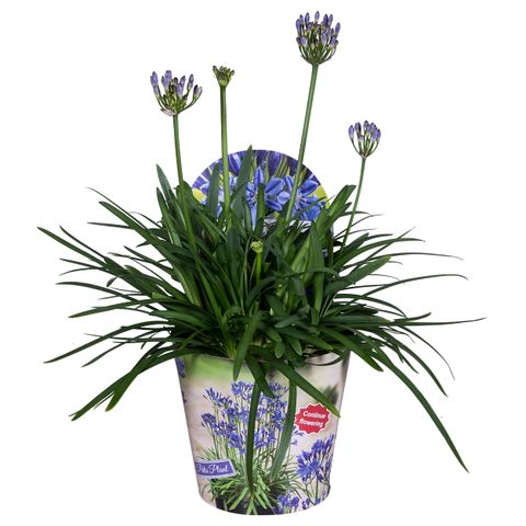 Agapanthus SUMMER LOVE BLUE