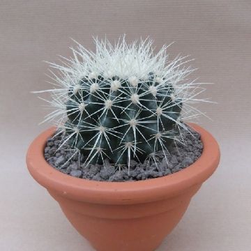 Echinocactus grusonii