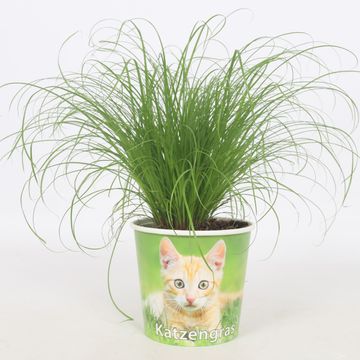 Cyperus alternifolius 'Zumula'