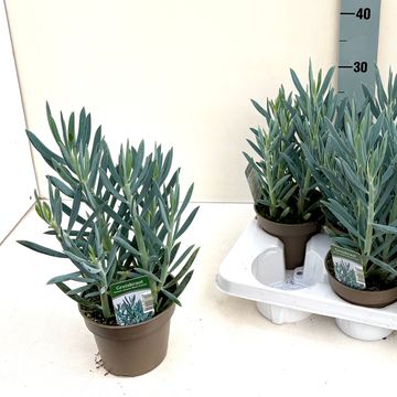 Curio ficoides 'Mount Everest'