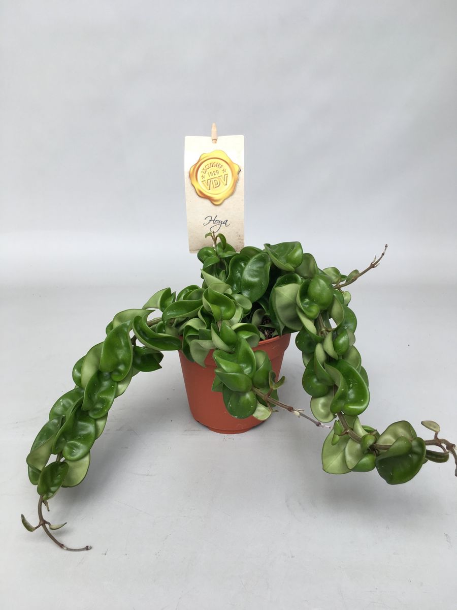 Hoya carnosa compacta ROPE HOYA Outdoor & Gardening Succulents & Cacti