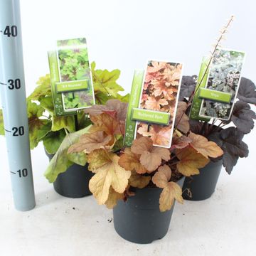 x Heucherella MIX