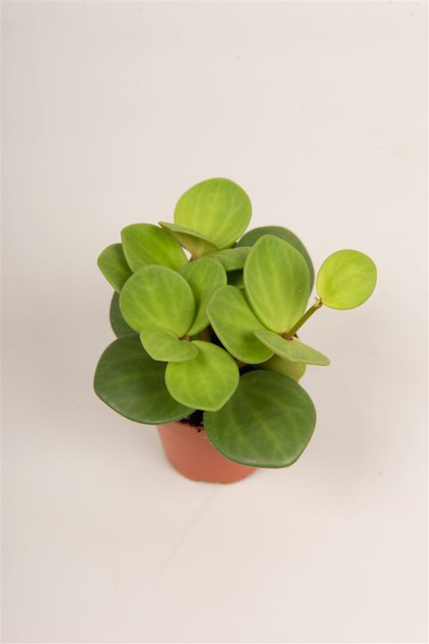 Peperomia tetraphylla 'Hope'