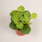 Peperomia tetraphylla 'Hope'