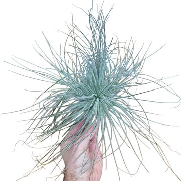 Tillandsia tectorum