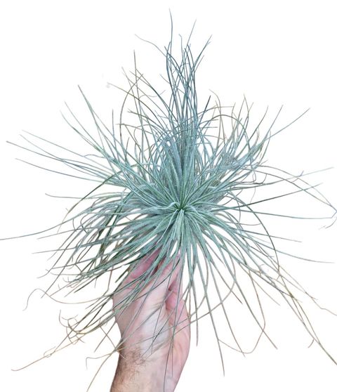 Tillandsia tectorum