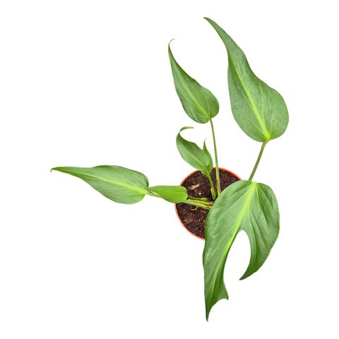 Monstera 'Burle Marx Flame'