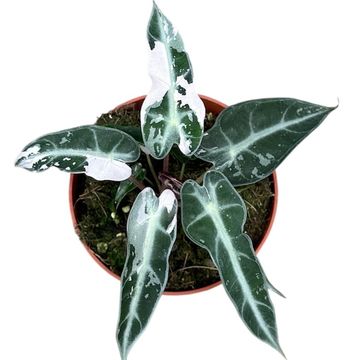 Alocasia 'Bambino Variegata'