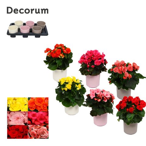 Begonia ELATIOR MIX