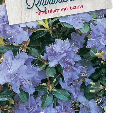 Rhododendron 'Blue Diamond'