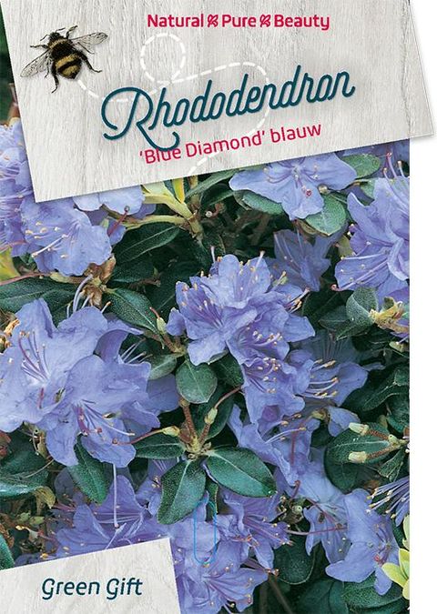 Rhododendron 'Blue Diamond'