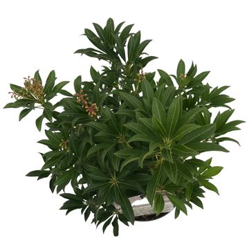 Pieris japonica 'Purity'