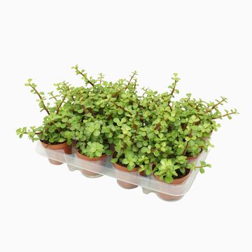 Portulacaria afra