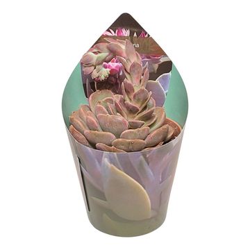 Echeveria 'Brown Pink'