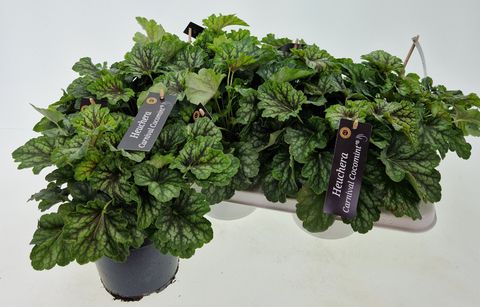 Heuchera 'Carnival Cocomint'