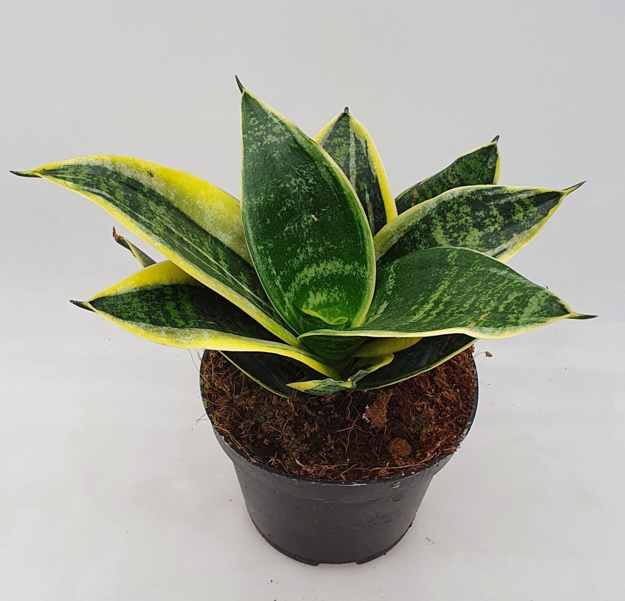 Sansevieria 'Glimmering Star' — Plant Wholesale FlorAccess