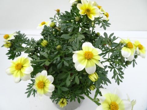 Bidens ferulifolia