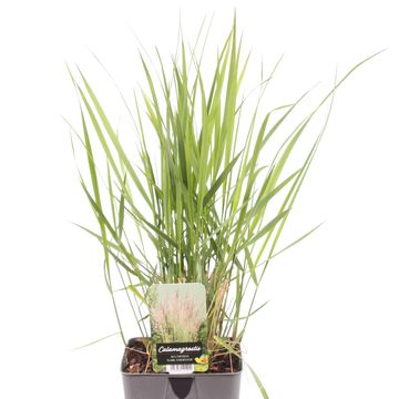 Calamagrostis x acutiflora 'Karl Foerster'