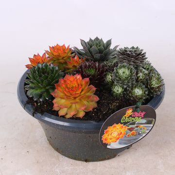 Sempervivum CHICK CHARMS MIX