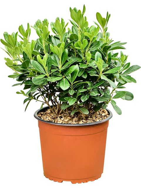 Pittosporum tobira 'Nanum'