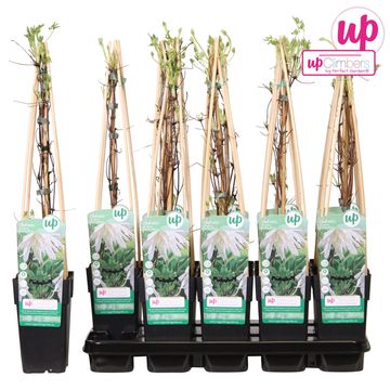 Clematis 'Albina Plena'