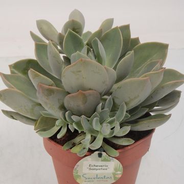 Echeveria 'Sanyatwe'