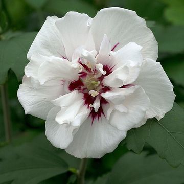 Hibiscus syriacus 'Speciosus'