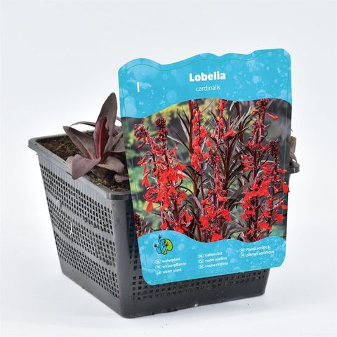 Lobelia cardinalis