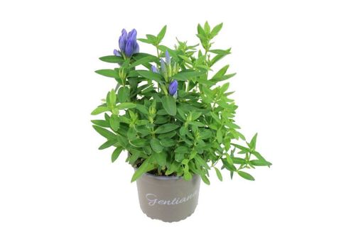 Gentiana triflora 'Royal Blue'