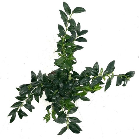 Sarcococca confusa