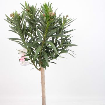Nerium oleander