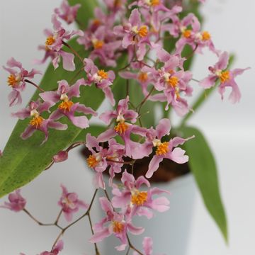 Oncidium ornithorhynchum