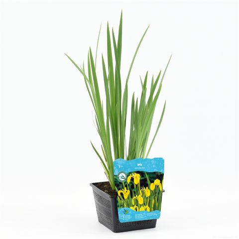 Iris pseudacorus