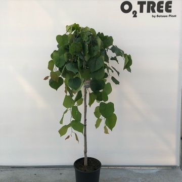 Cercis canadensis LAVENDER TWIST