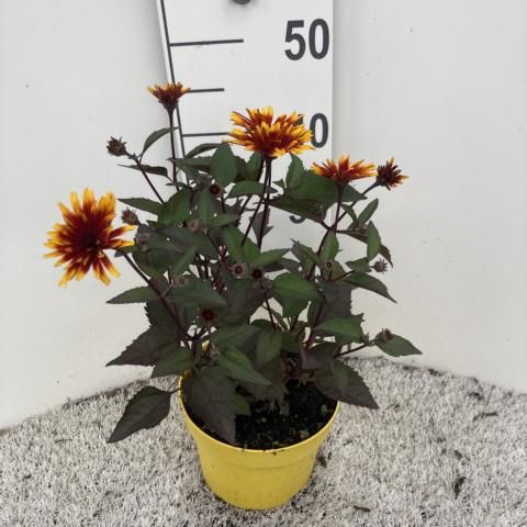 Heliopsis helianthoides 'Funky Spinner'