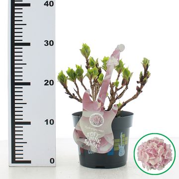 Hydrangea macrophylla MUSIC COLLECTION SOFT PINK SALSA