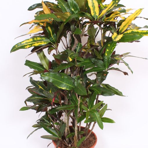 Codiaeum variegatum 'Mango'