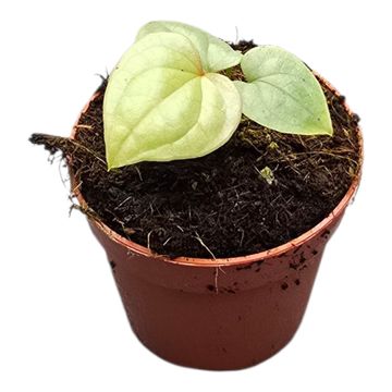 Anthurium luxurians