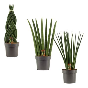 Sansevieria cylindrica MIX