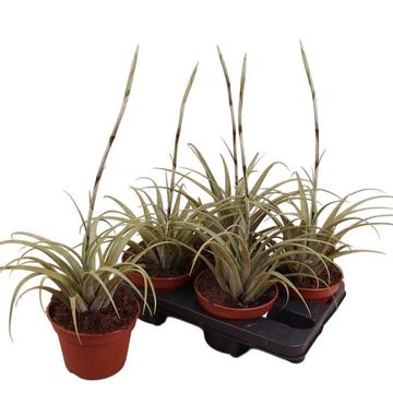 Tillandsia secunda 'Vivipara'
