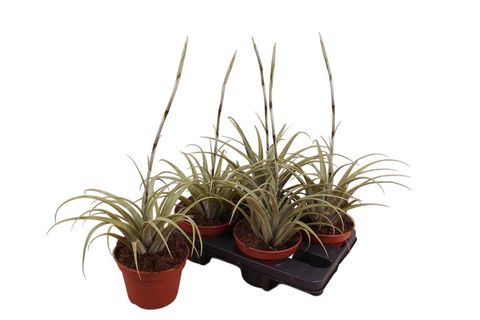 Tillandsia secunda 'Vivipara'