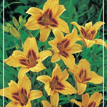 Hemerocallis 'Bonanza'