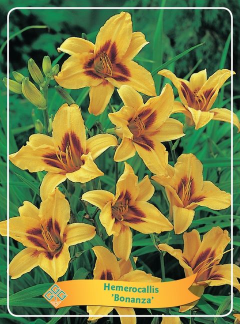 Hemerocallis 'Bonanza'