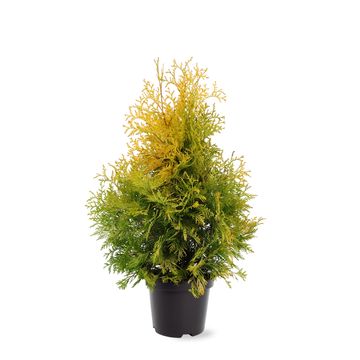 Thuja occidentalis 'Yellow Ribbon'