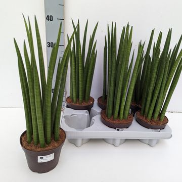 Sansevieria cylindrica 'Nina'