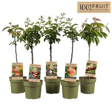 Plantes fruitières MIX