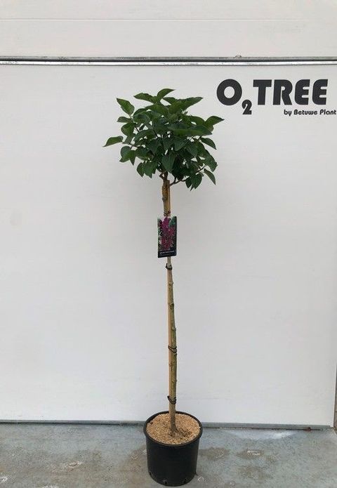 Syringa vulgaris 'Andenken an Ludwig Späth'