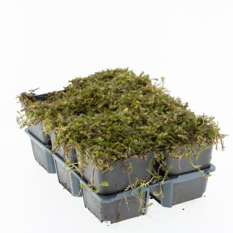Leptinella squalida